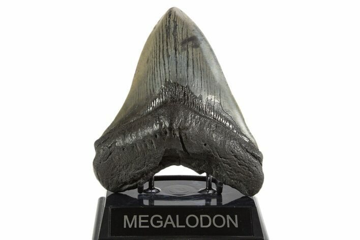 Fossil Megalodon Tooth - South Carolina #340276